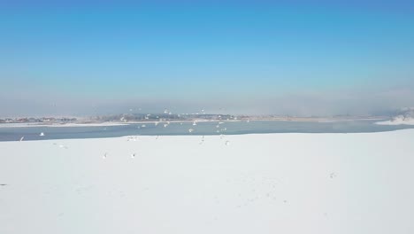 Fliegende-Vögel-Und-Sonnige-Winterlandschaft-Unter-Blauem-Himmel-Auf-Der-Vogelinsel,-Polen