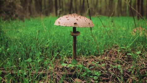 Schwenken-Sie-Um-Einen-Kleinen-Pilz-Entlang-Des-Waldbodens-Mit-Kleinem-Gras-Und-Blättern-Herum