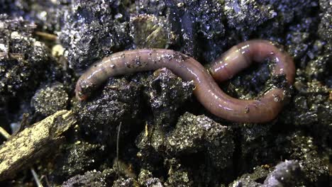 an earthworm burrows into rich soil