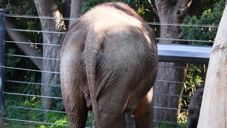 elephant moving in a zoo enclosure