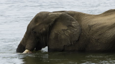 impressive male elephant stands in water up to his shoulders and drinks