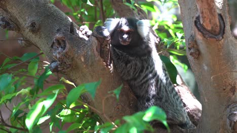 madre embarazada tití común vista descansando en el árbol, curiosamente preguntándose por su entorno, vida silvestre de cerca durante el día