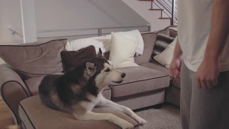 young man gives his adorable dog a treat in a living room.