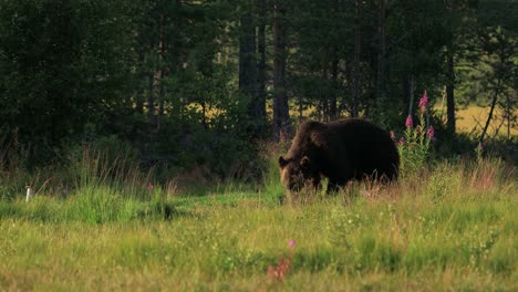 El-Oso-Pardo-(ursus-Arctos)-En-La-Naturaleza-Salvaje-Es-Un-Oso-Que-Se-Encuentra-En-Gran-Parte-Del-Norte-De-Eurasia-Y-América-Del-Norte.-En-América-Del-Norte,-Las-Poblaciones-De-Osos-Pardos-A-Menudo-Se-Denominan-Osos-Pardos.