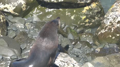 Lobo-Marino-De-Nueva-Zelanda-Tiembla-Como-Un-Perro