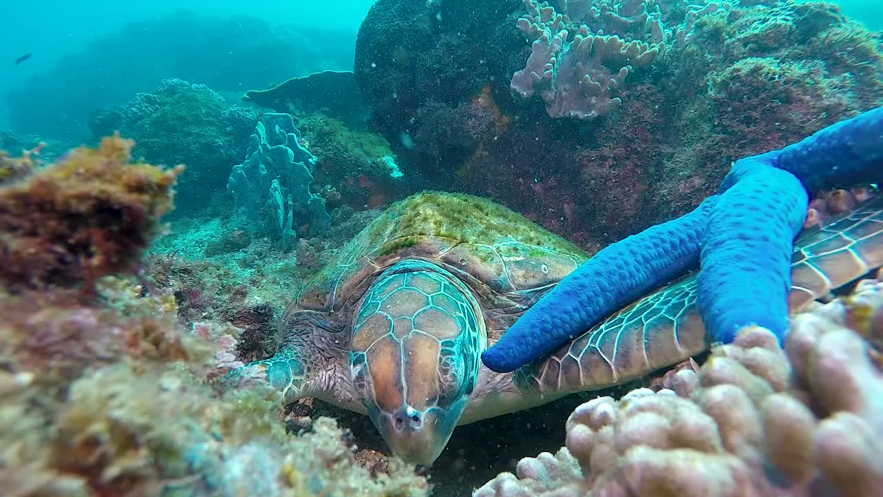 Una tartaruga marina verde che dorme su una barriera corallina colorata con una stella marina blu sulla pinna