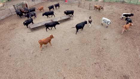 Toros-Y-Novillos-Juguetones-Levantan-Polvo-Mientras-Juegan-Duro