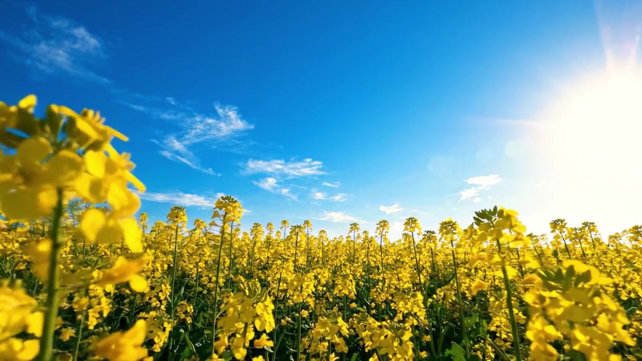 Un Vibrante Campo di Fiori Gialli Sotto un Cielo Azzurro e Limpido, Bagnato da un Sole Splendente, che Cattura l'Essenza della Bellezza e della Tranquillità della Natura