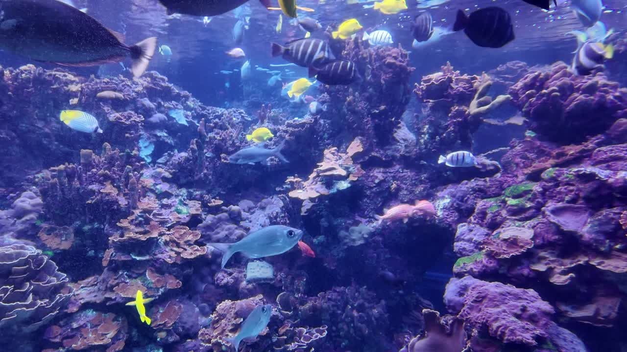 Colorful and vibrant tropical fish aquarium at the Maui Ocean Center of Hawaii, one of the largest tropical reef aquariums in the Western Hemisphere