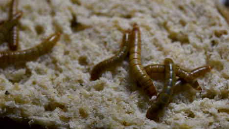 the mealworm is a species of darkling beetle used to feed pets like fish, snakes, birds, and frogs