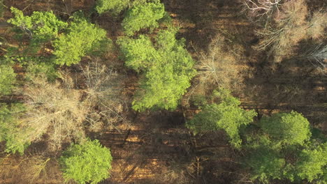 Tree-tops-of-canopy-with-leafs-and-bare-brances-blow-swaying-in-wind