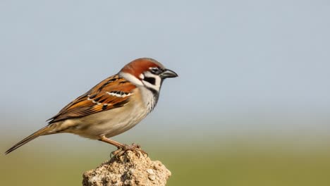 a beautiful sparrow perched confidently on a rock, showcasing its striking plumage and graceful presence against a soft, blurred background