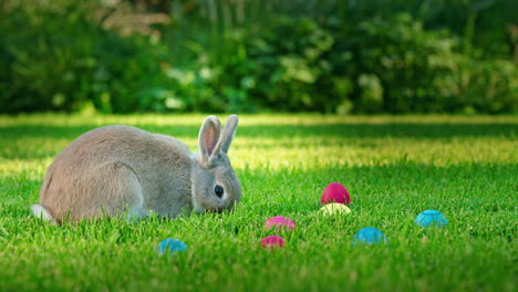 conejo de pascua en el jardín.