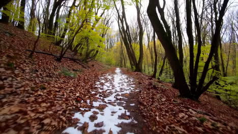 forest path with leaves and snow