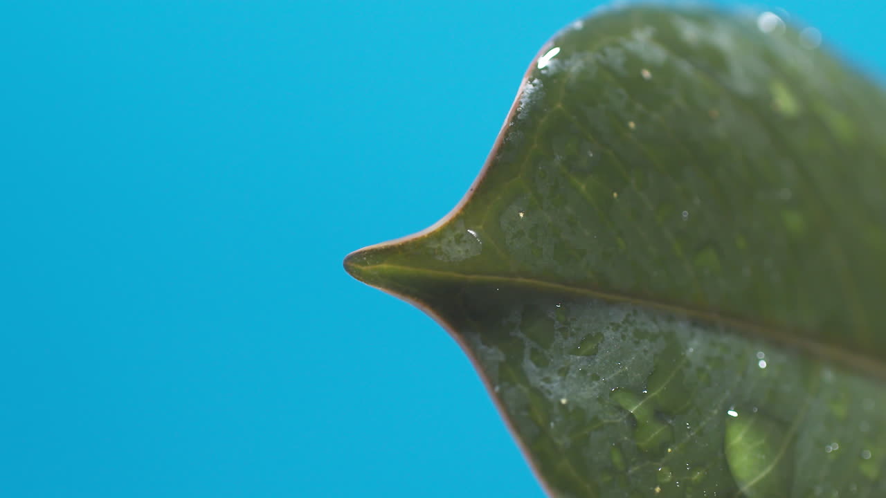 vertical de gotas de agua que gotean de las hojas verdes sobre el fondo azul