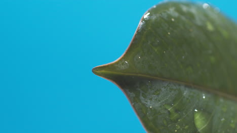 Vertical-of-Drops-of-water-drip-from-the-green-leaves-down-on-the-blue-background