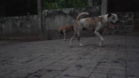 Perros-Callejeros-En-Las-Calles-Caminando-En-Busca-De-Comida-Y-Agua-En-Un-Día-Caluroso