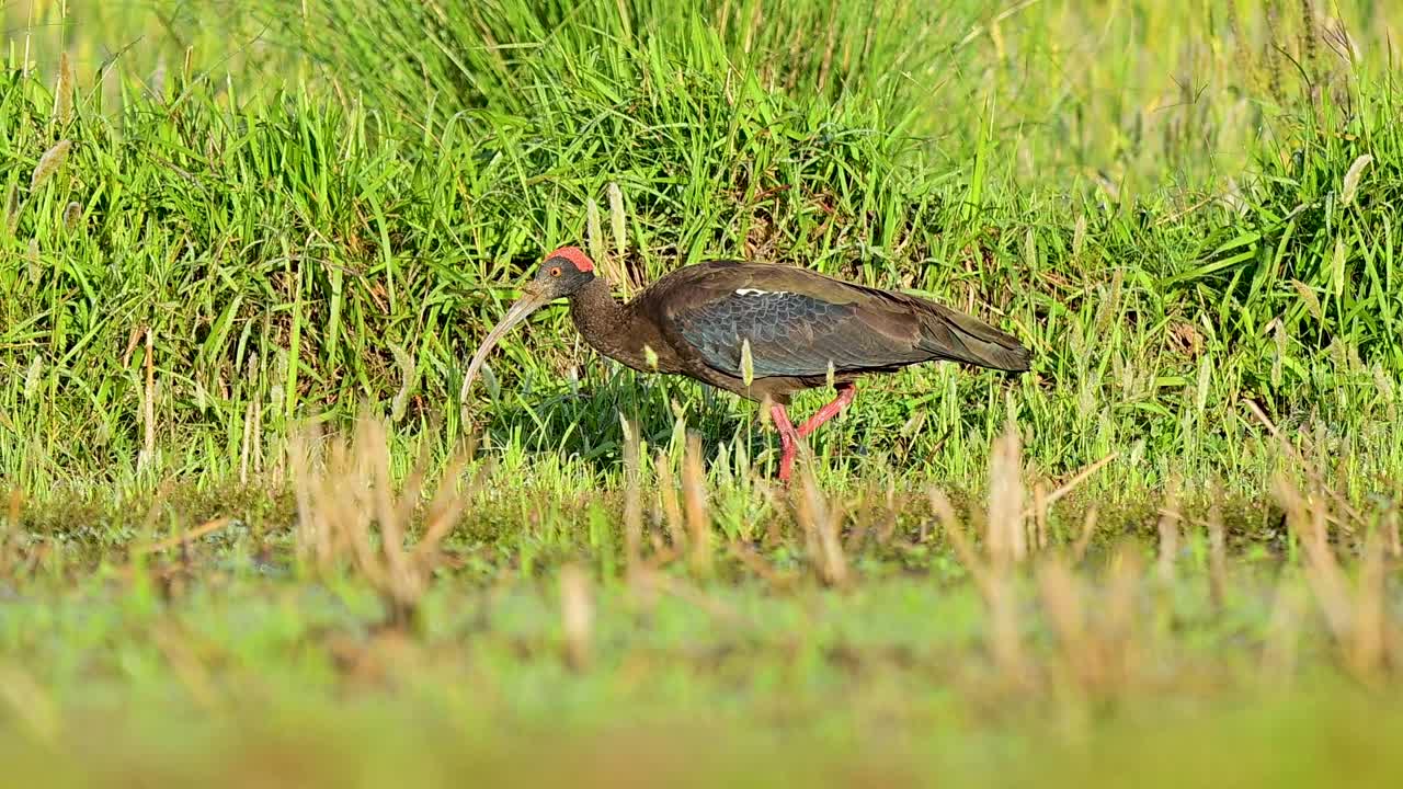 Osservazione dell'intensa concentrazione dell'Ibis dal collo rosso e della meccanica fisica del suo lungo becco durante il foraggiamento di successo