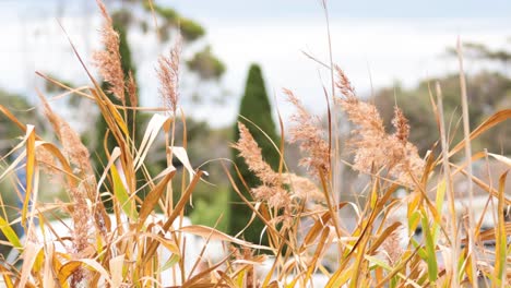 golden pampas grass moving gently in the breeze