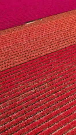 vibrant rows of red and pink flowers