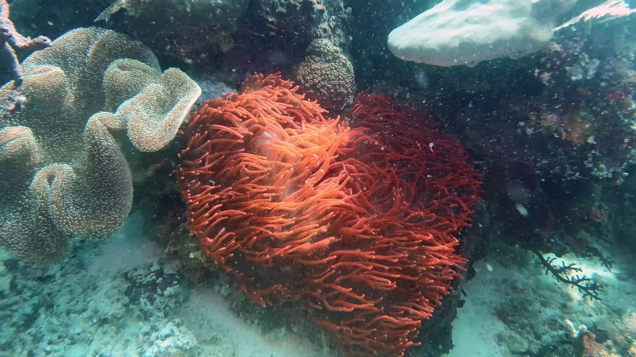 un vibrante arrecife de coral con anémonas y peces
