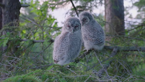 Dos-Búhos-Tawny-Volantones-Sentados-Y-Durmiendo-En-La-Rama-De-Un-árbol-En-El-Bosque