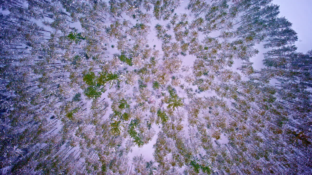Natura selvaggia del Michigan settentrionale durante una forte nevicata.