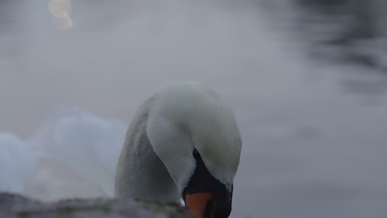 Calm water environment, majestic bird life, close-up view