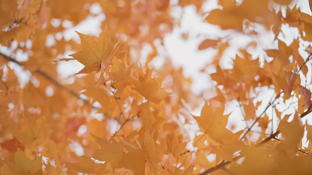 golden maple leaves sway slowly in crisp autumn breeze under soft overcast sky, delicate motion and dreamy bokeh enhance peaceful mood of nature seasonal beauty and warm color harmony