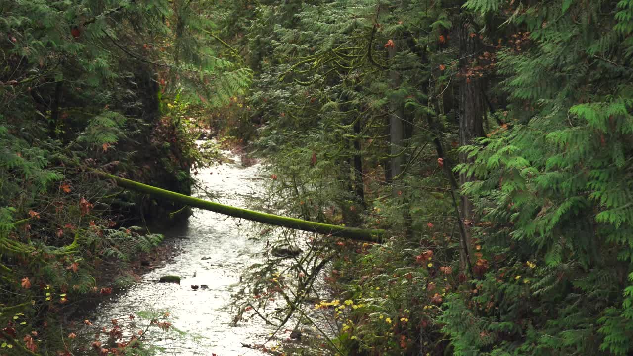el arroyo refleja la luz del atardecer filtrada a través de los cedros