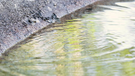view of a small frog in the clear pond water on a sunny day - high angle shot