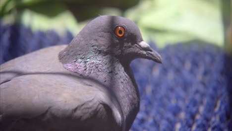 pigeon in the balcony looking in camera