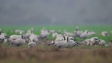 el rebaño de gansos de cabeza de barra pastando en los campos de trigo