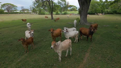 Aerial-Close-Up-Curious-Cows-Looking-at-Camera