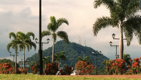 view of panama city's ancon hill through palm trees and colorful park garden bushes located at the causeway of amador's promenade during a hot summer day in the tropical caribbean