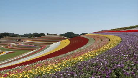 vibrant striped flower fields on rolling hills