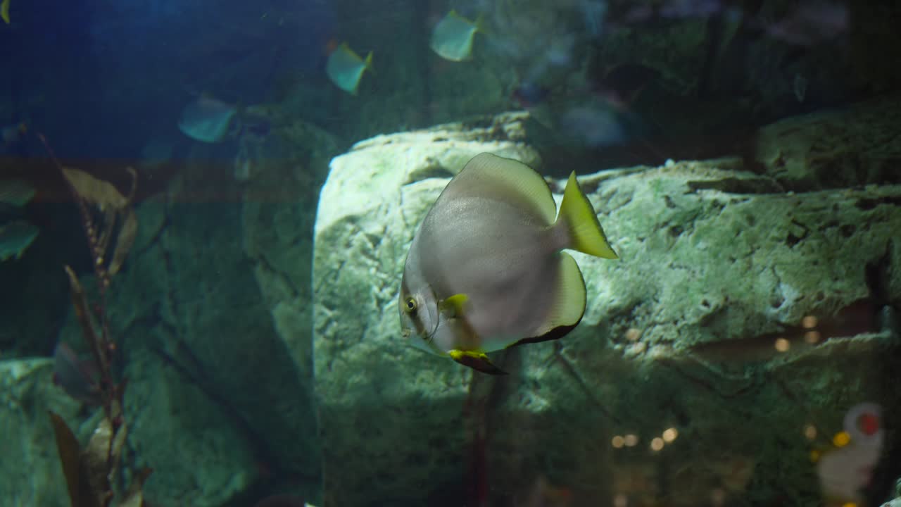 오비컬러 배트피쉬 (orbicular batfish) 와 수족관에서 수영하는 다른 열대 물고기