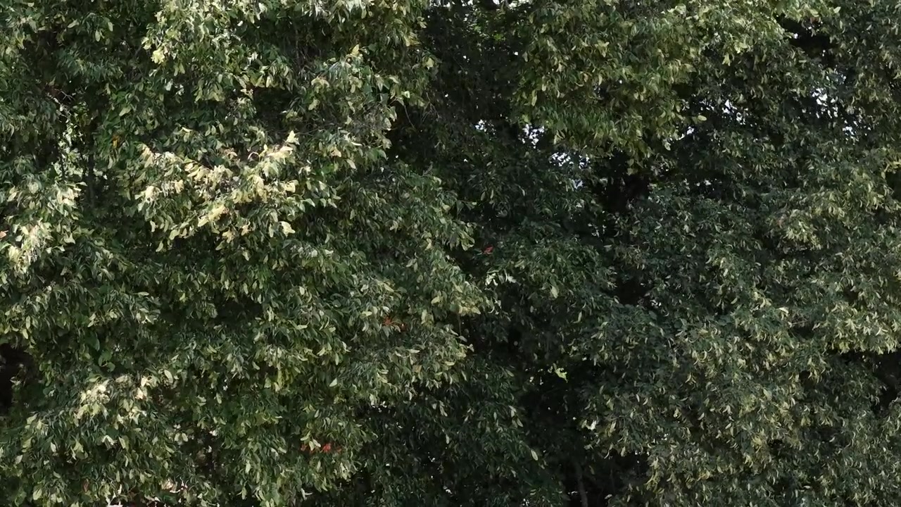 La fitta chioma verde degli alberi, con foglie illuminate dalla luce solare naturale, fornisce una texture di sfondo organica lussureggiante e vibrante.
