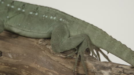 Basilisk-on-branch-on-white-background