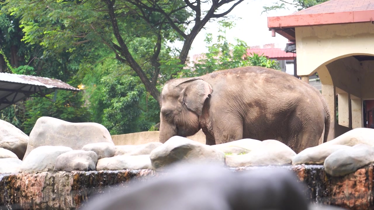 動物園の飼育場にいるスマトラゾウ