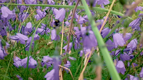 Abejorro-Volando-De-Flor-En-Flor