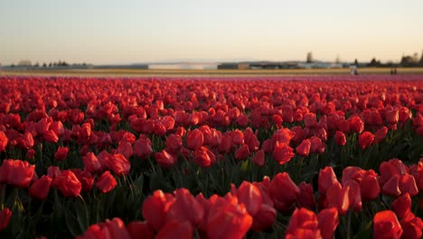 Feld-Mit-Leuchtend-Roten-Tulpen