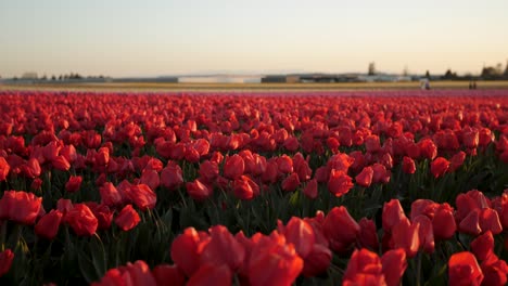 campo de tulipanes rojos brillantes