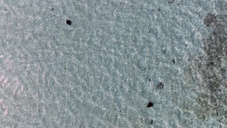 sea turtles swimming in cyrstal-clear waters with sandy bottom in the philippines