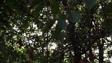 Sun-glimmering-through-the-green-leaves-and-trees