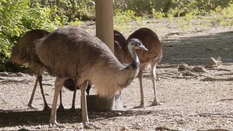 close-up of emu in farm. handheld shot