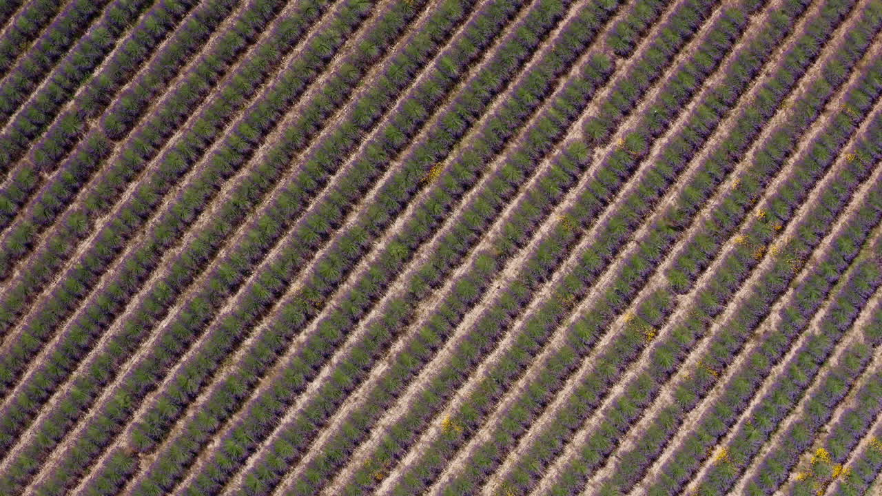 líneas gráficas de lavanda en un campo tiro aéreo superior provenza francia