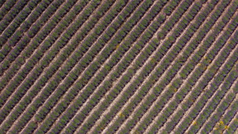 Líneas-Gráficas-De-Lavanda-En-Un-Campo-Toma-Aérea-Superior-Provence-Francia