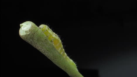 caterpillar moving on leaf petiole closeup view