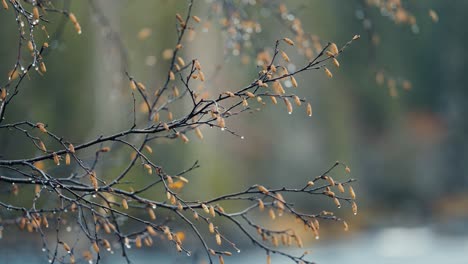 close-up shot of the dark delicate birch tree branches